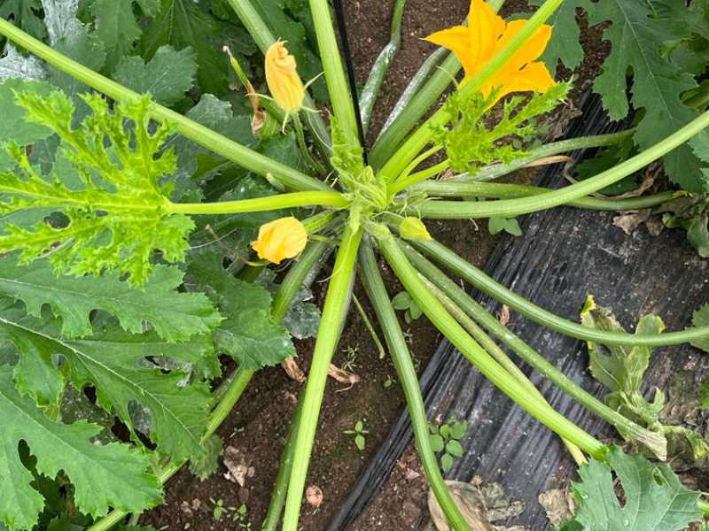 pulgón cultivos calabacin foto coag