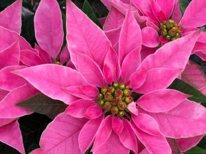 poinsettia rosa