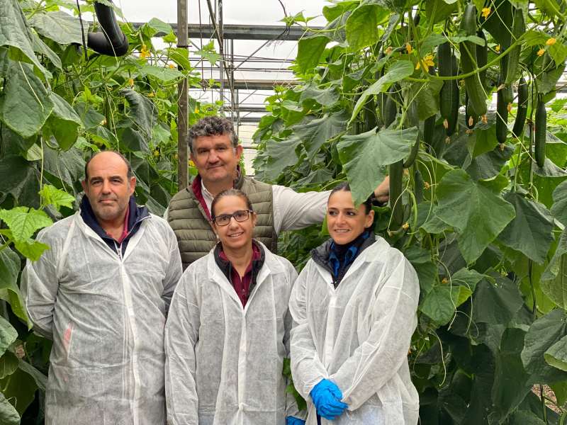 semillas fito pepino helsinki tecnicos grupo la caña