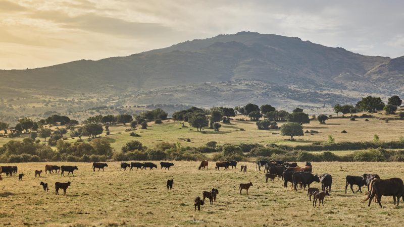 TOROS CAMPO
