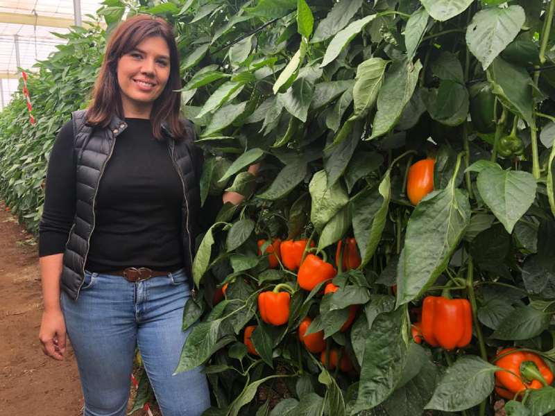 syngenta california naranja lidia martin