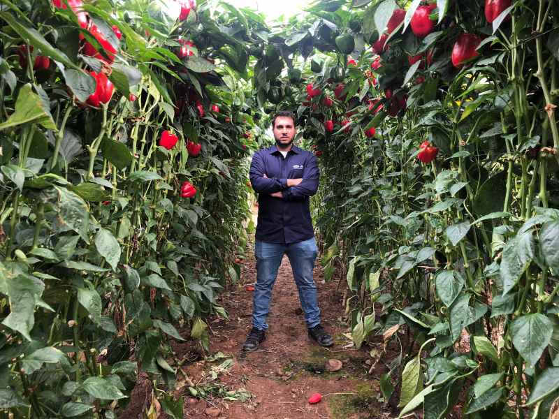vilmorin jornadas pimiento