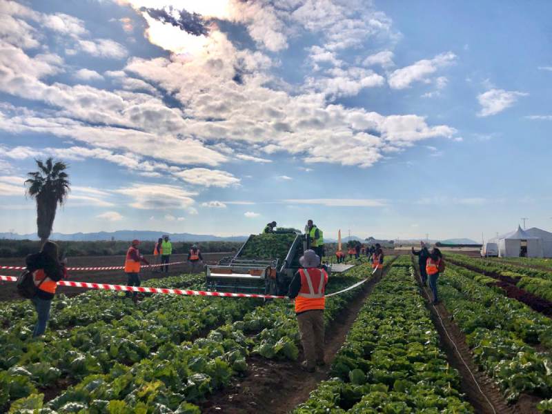 BASF LECHUGA ICEBERG RECOLECCION MECANIZADA