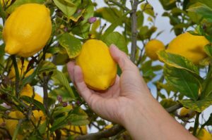 Limón-español