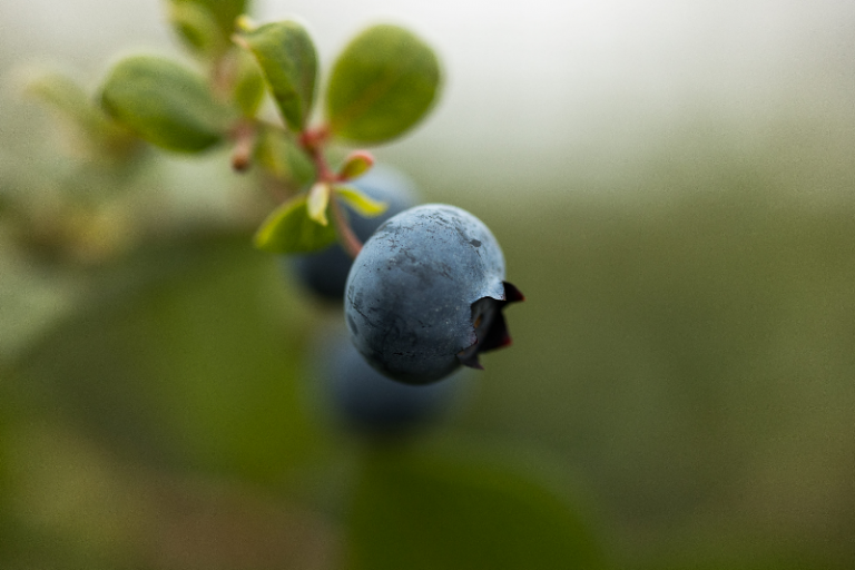 arandano rusticas del guadalquivir