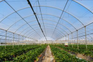 Agrofilm _LIRSA_Strawberries
