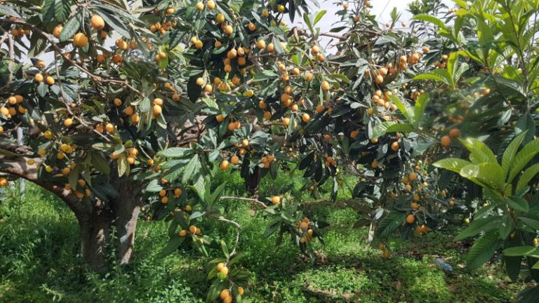 Campo-de-nísperos-ahora-en-la-Marina-Baixa