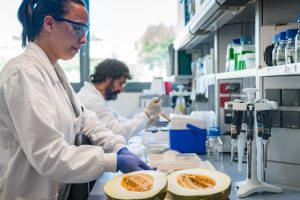 Recerca del meló al laboratori
