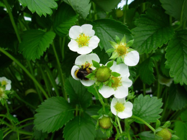 strawberry-bumblebee-bombus-terrestris-006