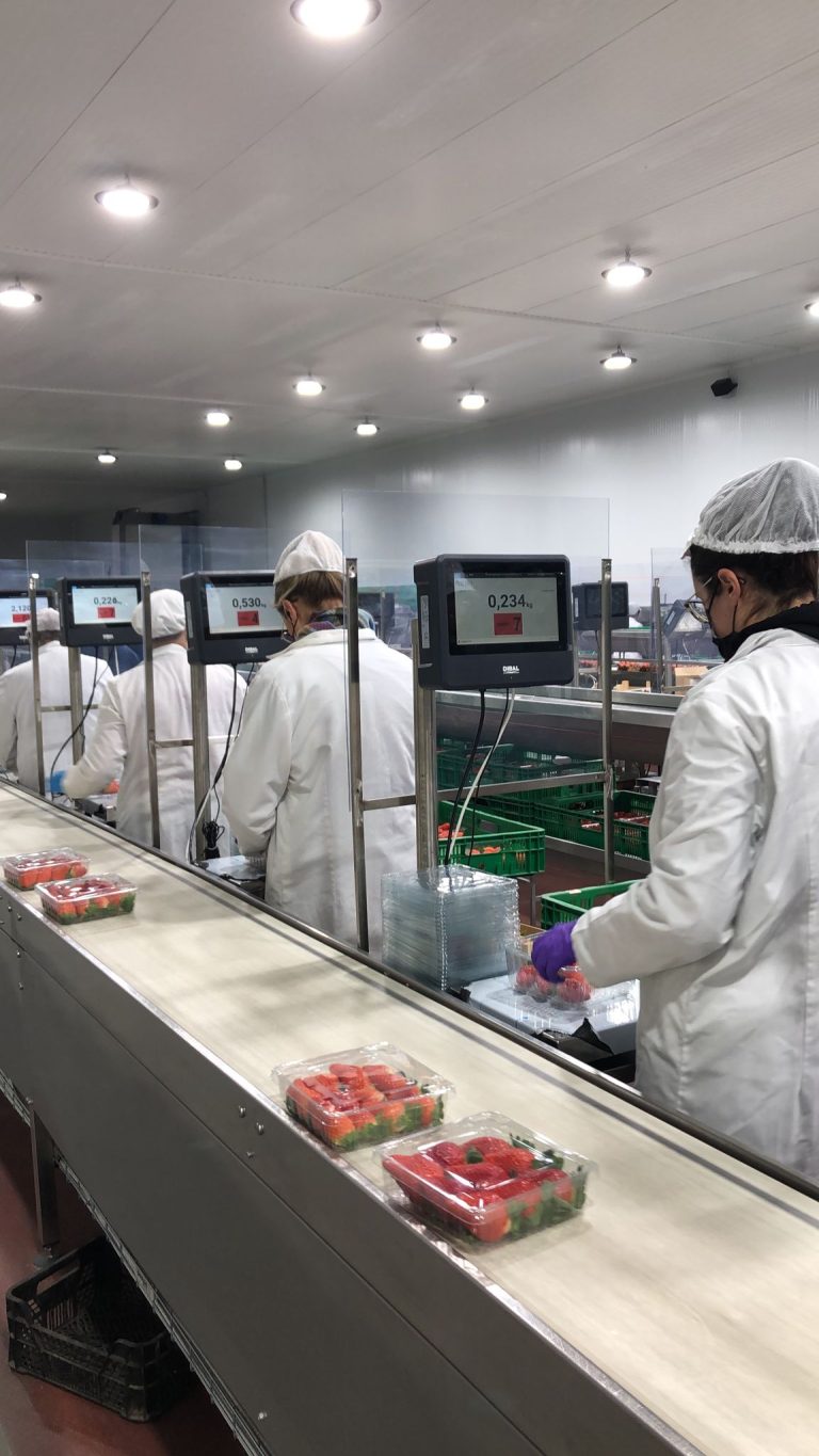 Dibal PUESTO DE TRABAJO