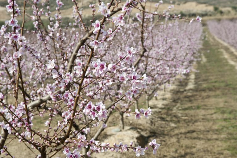 Floració Préssec238_