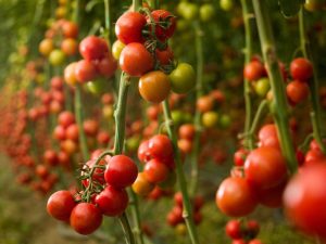 Velifer bio insecticida BASF