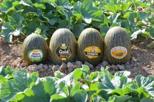 familia-melones-PERIS2