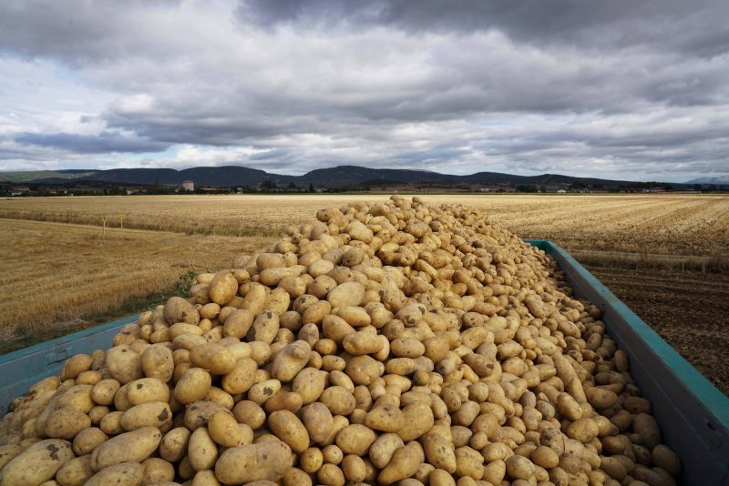 UDAPA, cooperativa de patatas de Alava. P0 de MERCADONA.Paduleta Kalea, 1, 01015 Vitoria-Gasteiz, ArabaRecoleccion mecanica en finca Pesabro, Mendoza , Alava