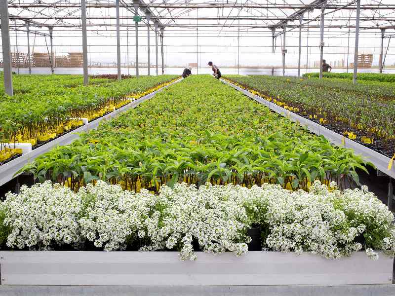 Viveros Hernandeorena interior invernadero planta fruta hueso