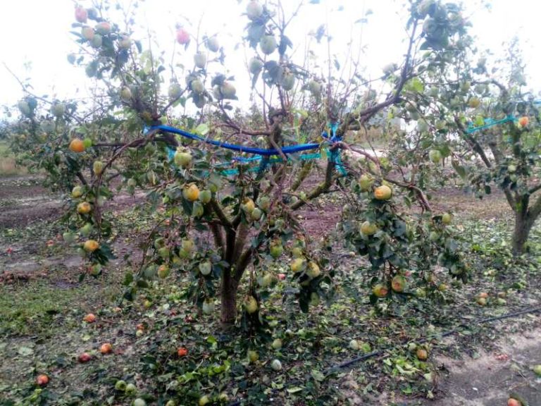 ava asaja campo quatretonda daños caquis tormenta