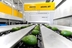 aguacates en cinta transportadora