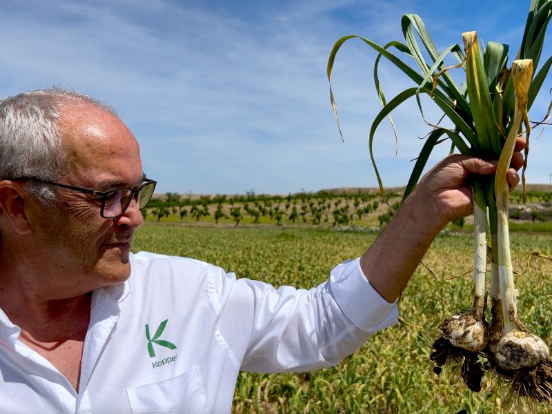 Jesús Perea, técnico de Koppert, comprueba la calidad de unos ajos ecológicos cultivados con el protocolo de Koppert en la provincia de Toledo