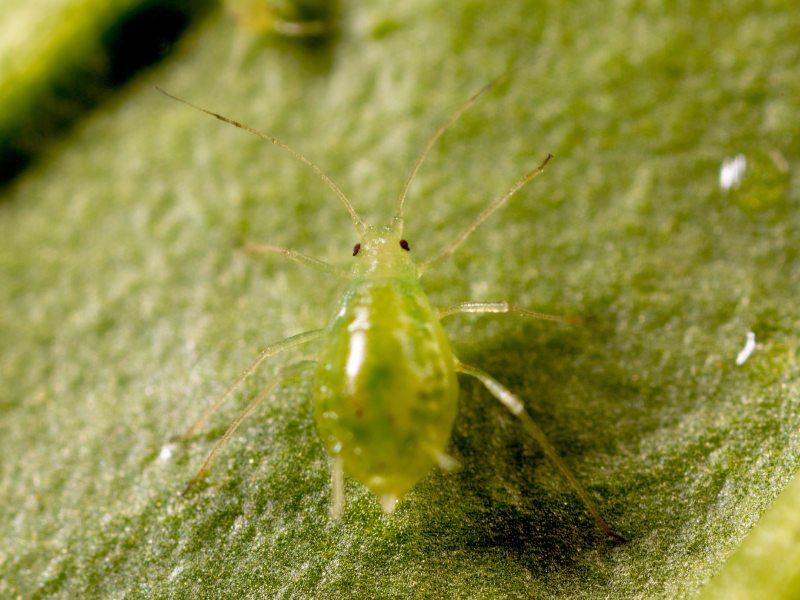 Resistente myzus persicae - Koppert