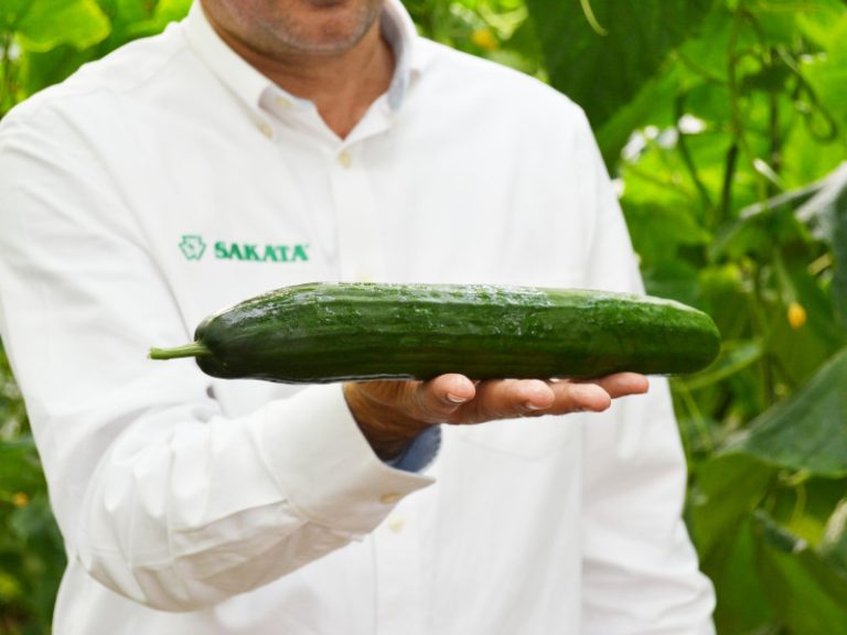 Sakata compra sana seeds