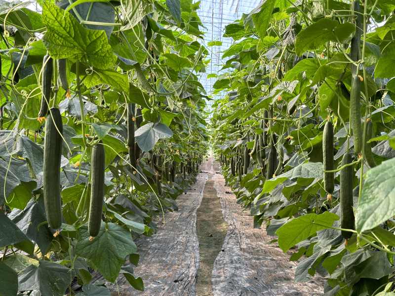 Semillas Fitó pepino Nairobi