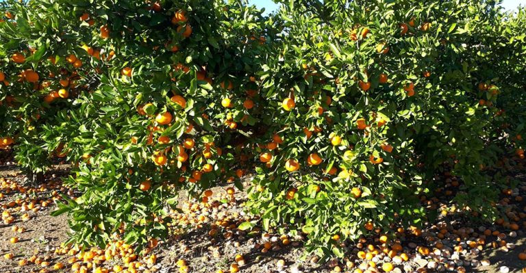 citricos_viento