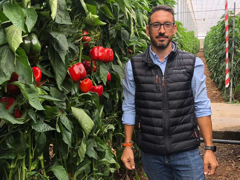hm clause pimiento california kefren f1