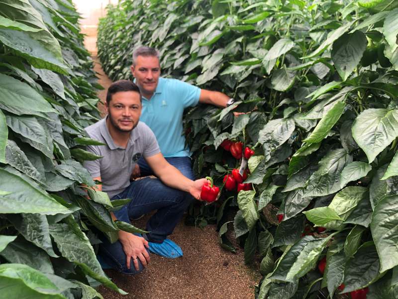 syngenta jornadas campo pimiento norris arconte