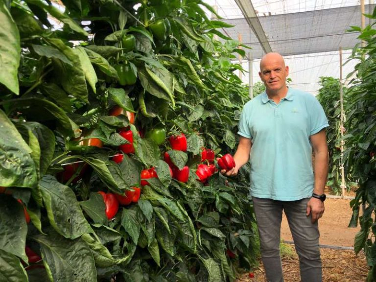 syngenta pimiento california Arconte - Juan Diego Martínez