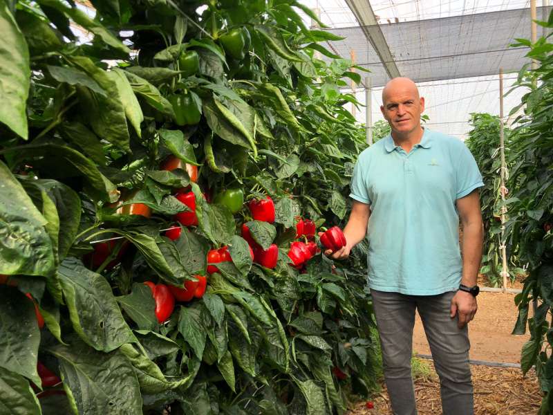 syngenta pimiento california Arconte - Juan Diego Martínez
