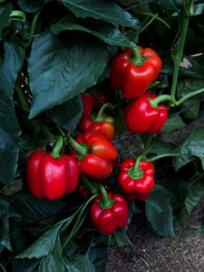 syngenta pimiento norris arconte