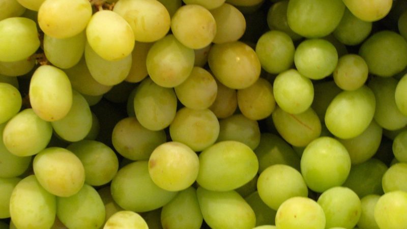 uvas-GRAPE