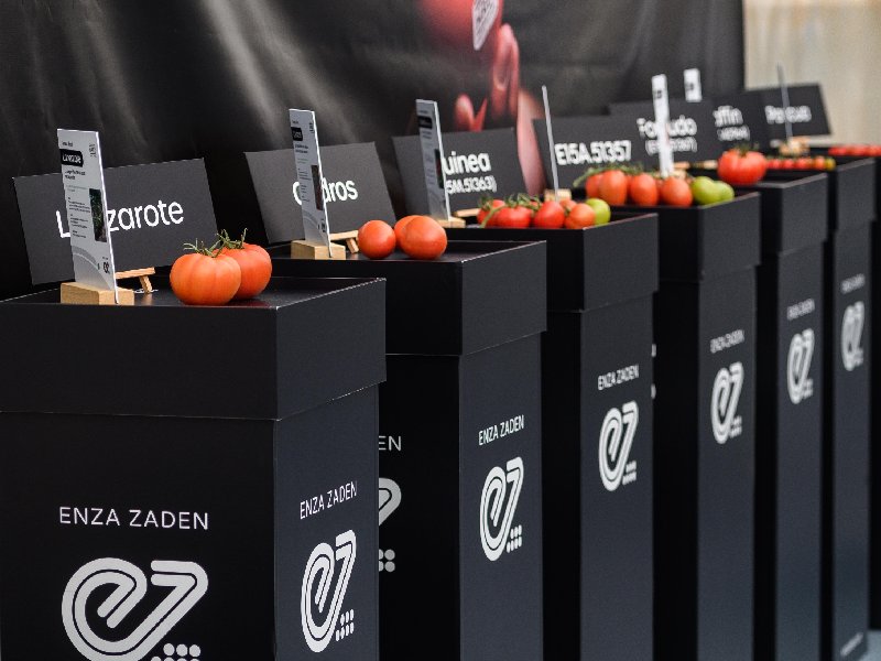 ENZA ZADEN Discovery Field Days Tomate_exposición