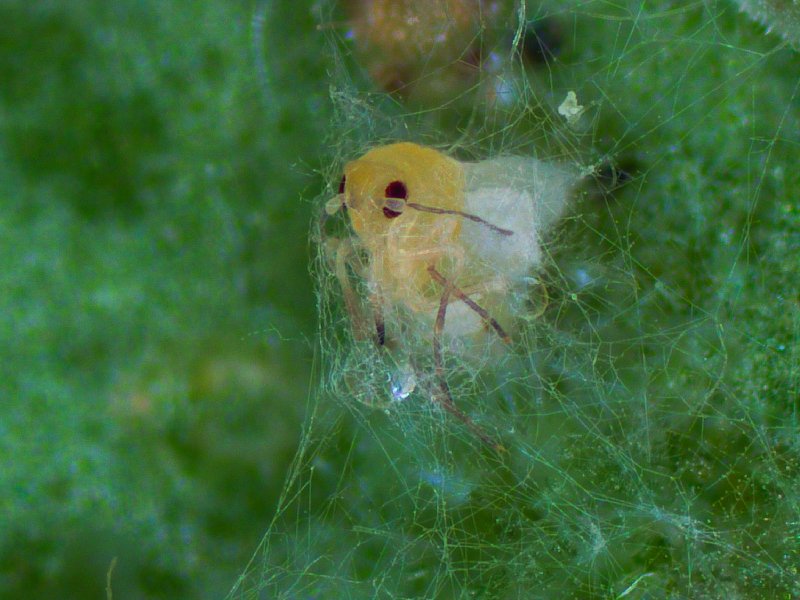 Koppert Mosca blanca colonizada por el hongo de Mycotal