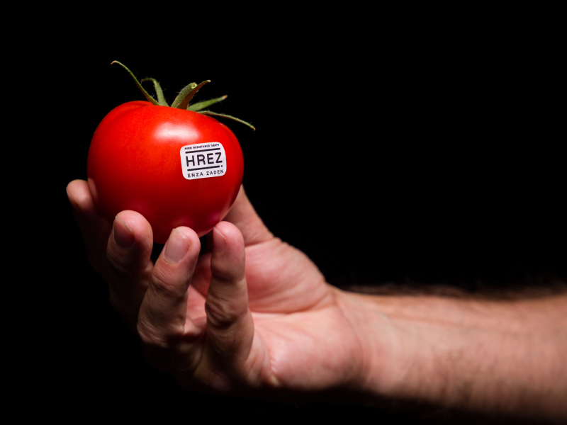 enza zaden HREZ Discovery field days tomate