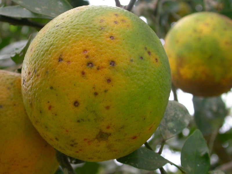 mancha negra cítricos