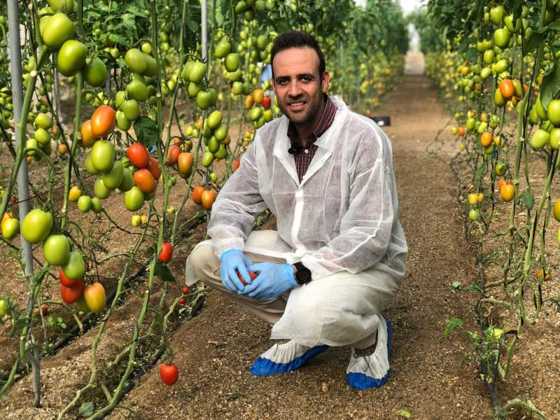 top seeds tomate pera arondir melchor guzmán