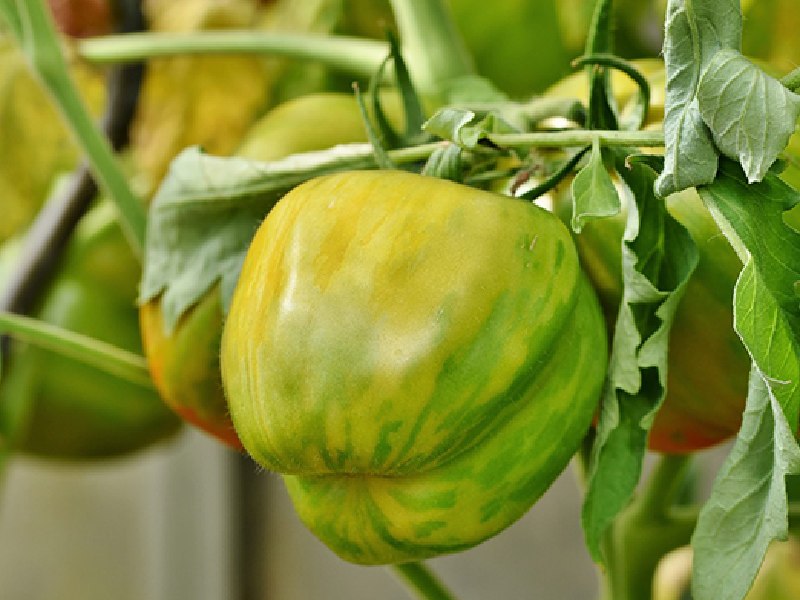virus rugoso tomate