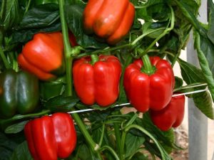 Arkane pimiento top seeds