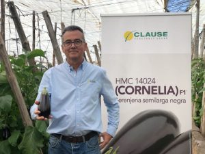 HM CLAUSE berenjena HMC 10024 (Cornelia) F1 - Javier Achón