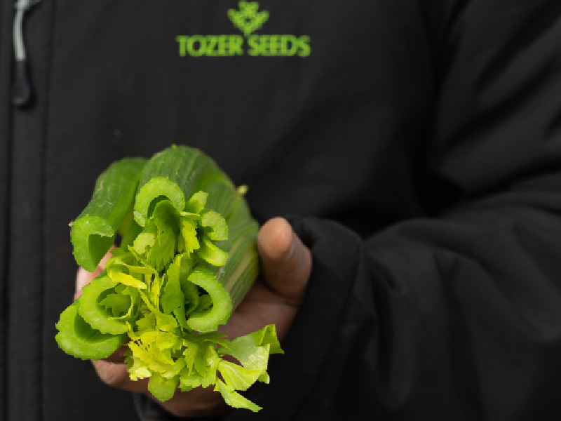 TOZER apio Cleopatra