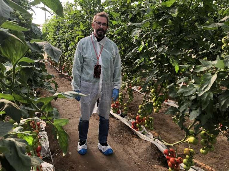 basf nunhems jornada rugoso