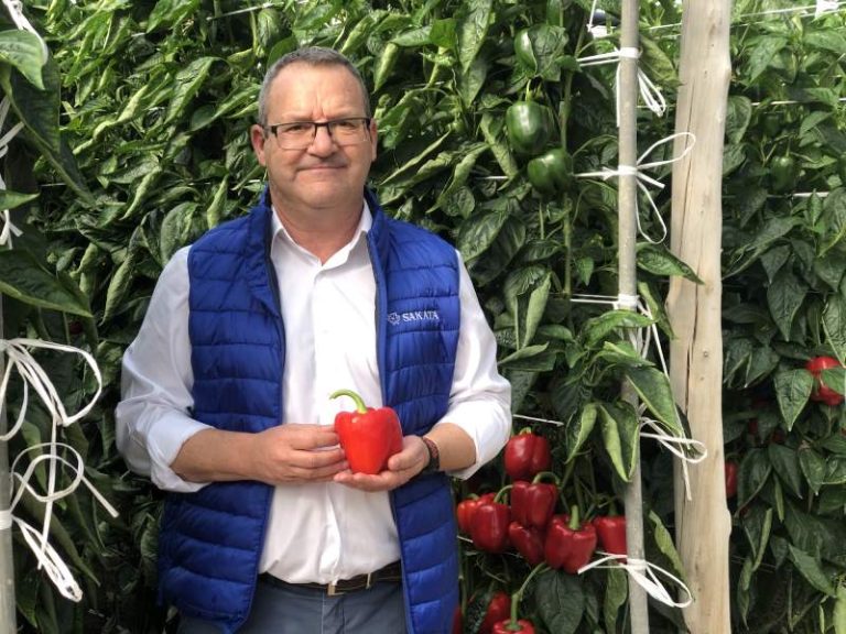 sakata pimiento matga