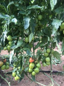 syngenta tomate resistencia rugoso
