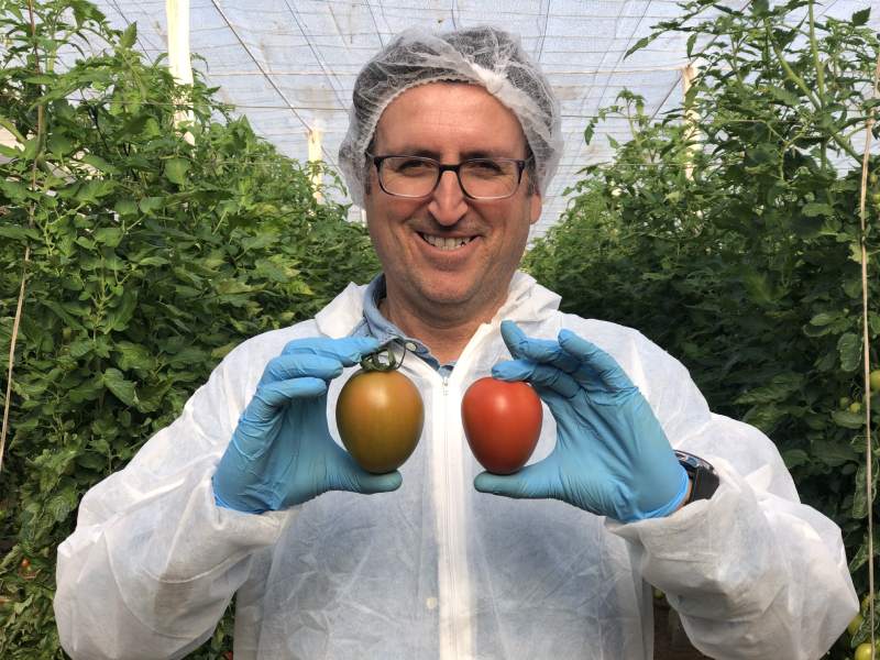 syngenta tomate tipo caniles resistencia rugoso