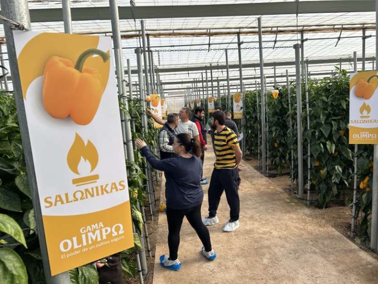 BASF Nunhems jornada pimientos gama Olimpo