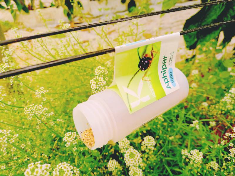 KOPPERT Bote de Aphipar para control biológico de pulgón, junto a una planta reservorio de Lobularia