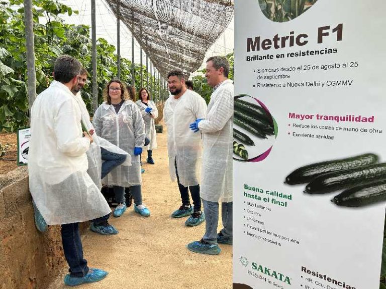 SAKATA Pepino Metric F1