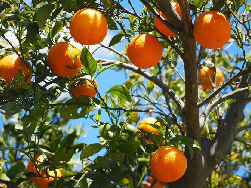 citricos naranja