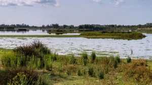 doñana